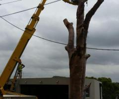 Tree Removal Wentworth Falls