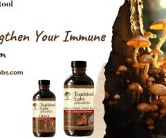 Discover the Benefits of Chaga and Reishi Mushrooms for Wellness