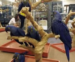 Gorgeous Hyacinth Macaw Parrots For Sale