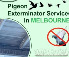 Pigeon Exterminator Services in Melbourne - 1