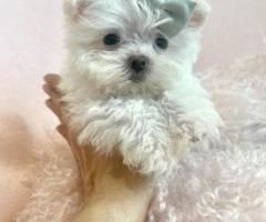 Adorable Teacup Puppies Available at Dog Boutique Store - Limited Time!
