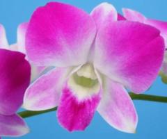 Make That Wedding Venue Beautiful With Dendrobium.