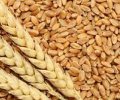 Import Wheat From India