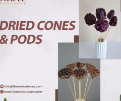 DRIED CONES & PODS