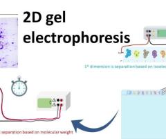 2D Electrophoresis: Empower Your Research Now!