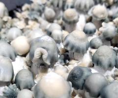 Buy Magic Mushroom Spores For Sale For Medical Benefits