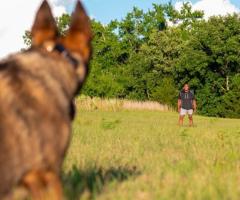 Akc Training Near Me | Akc Dog Training Classes | Precision Dog Training