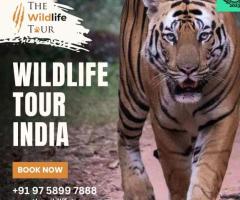 Wildlife Adventures: Tiger Safari India