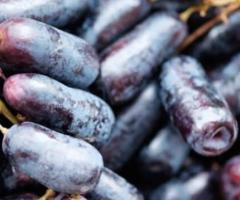 Long Black Grapes Australia | Lazzara Fruits
