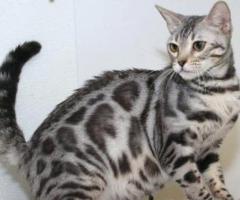 Bengal Cats for Sale Near Me: Your Feline Companion Awaits!