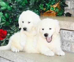 Find Your Dream Golden Retriever Puppy in Tennessee Today!
