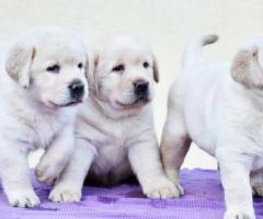 Labrador Retriever Price in Pune