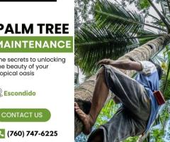 Palm Tree Maintenance in Escondido