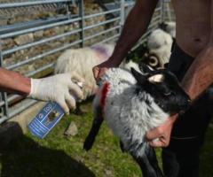 Spray Marcatore per l'Identificazione delle Pecore: Marchio Veloce e Pratico