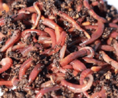 Live Canadian Nightcrawler Earthworms: Premium Fish Bait and Nutritious Pet Food from Doug's Bugz