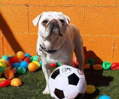 Keep Your Pet Safe And Happy At Dog Daycare Los Angeles
