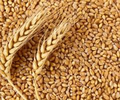 Eagle Asia, the leading oats supplier in Kazakhstan maintains a consistent, long-term relationship
