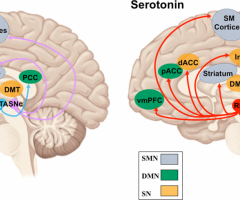 Does Serotonin Deficiency Cause Depression