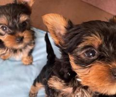 Cute Teacup Yorkie Puppies Available For Sale.