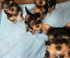 Cute Teacup Yorkie Puppies Available For Sale.