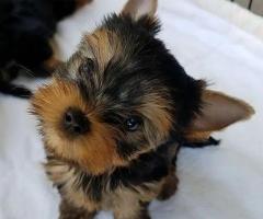 Cute Teacup Yorkie Puppies Available.