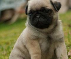 Pug Puppies for sale near me | Pug Puppies for Adoption Near Me | Pug Puppies for sale Under $500