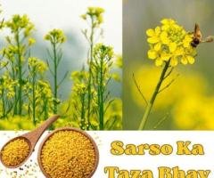Latest Sarso Mandi Bhav in India 2026
