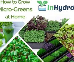 How to Grow Micro-Greens at Home | Inhydro
