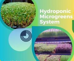 One of the Best Hydroponic Microgreens System | Inhydro