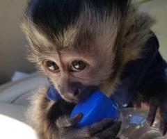 Diaper Trained Capuchin Monkey For  Adoption