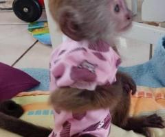 Baby Capuchin Monkeys For Adoption