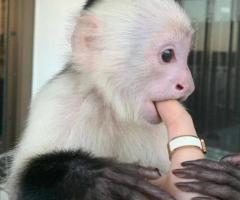 Licensed Capuchin Monkey ready now for adoption