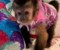 Tamed Pair Of Capuchin Monkeys For Adoption