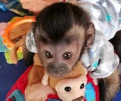 Adorable baby capuchin monkeyfor adoption