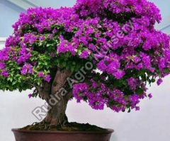 Bougainvillea Flower Plant Suppliers