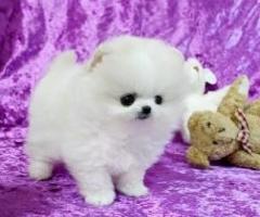 Awesome Teacup Pomeranian Puppies Text/Call (412) 267-7236