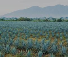 Blue Agave Inulin Powder