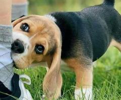 Adorable Beagle puppies Available
