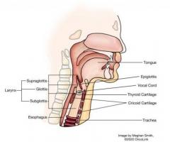 Tracheal Cancer Signs ,Symptoms, Causes & Treatment - Medanta