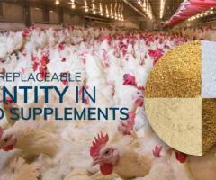 Reliable Poultry Feed Supplement Distributors in India - Shivam Chemicals - 1