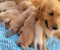Adorable golden retriever puppies for sale and rehoming