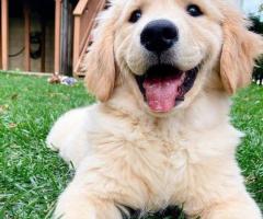 Amazing golden retriever puppies for sale near you