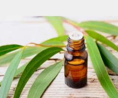 Eucalyptus Essential Oil Exporters