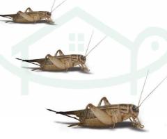 Nutritious Cricket Food for Your Beloved Pets at DougsBugz.com