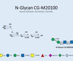 Buy N-Glycans for Research & Development | GlycoDepot