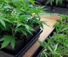 Cannabis Clones for Sale near me