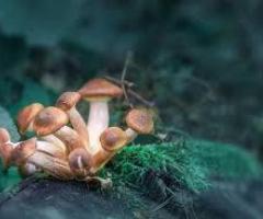 Unveiling 10 Facts And Myths About Magic Mushrooms - 1