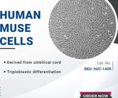 Human Peripheral Blood Derived Mononuclear Cells