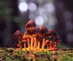 Psychedelic Mushrooms for Depression: An Exploration of the Research