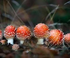 Buy  mushrooms online